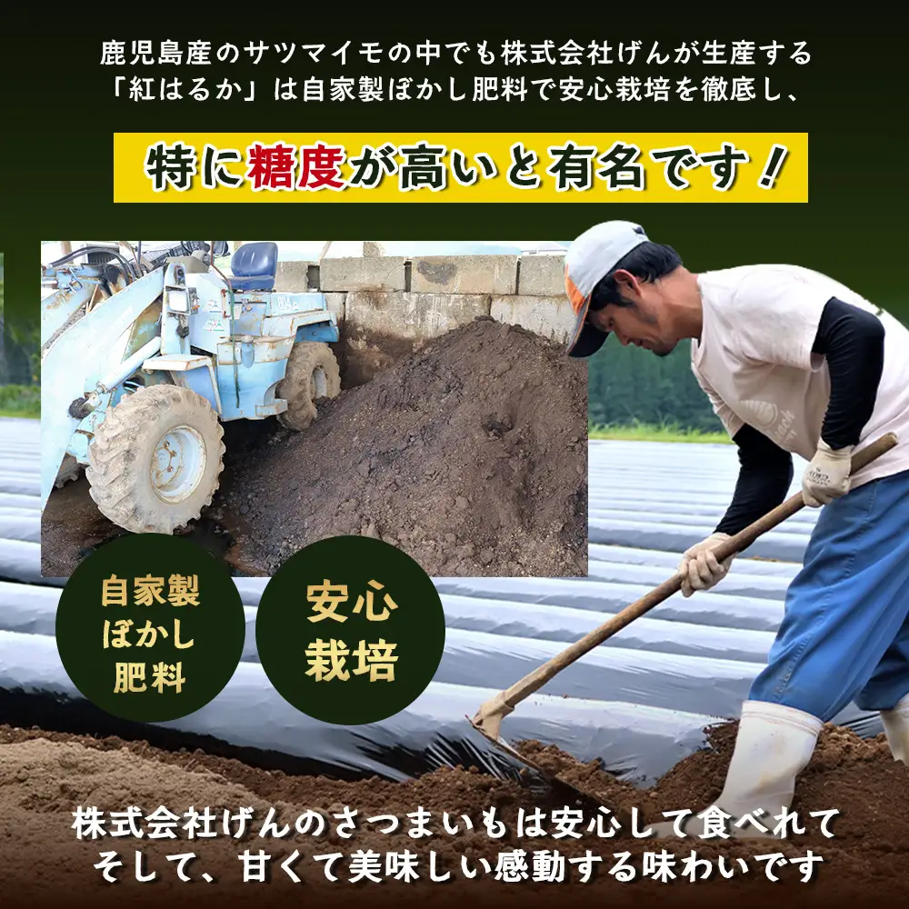 【期間限定！数量限定！】掘りたて さつまいも 紅はるか 4.5kg (500g×9袋) SSサイズ (自宅で簡単レシピ付き）FR-7 | 秋の味覚 2026年秋収穫 新物 さつまいも サツマイモ 感動サツマイモ 焼き芋 べにはるか 小ぶり 野菜 おやつ おかず お弁当 煮物 芋ごはん 味噌汁 産地直送 鹿児島県 南大隅町 株式会社フォレスト