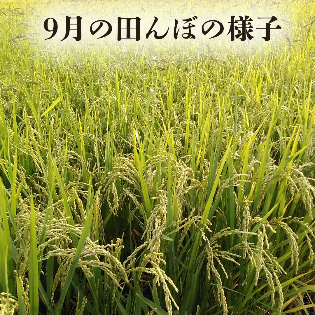 令和8年産 ささしぐれ 3kg (精米) DE010