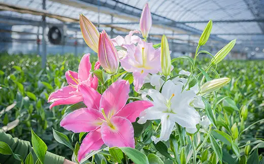 【6か月間】毎月届く四万十町産のゆり5本の定期便 Sosy-A02