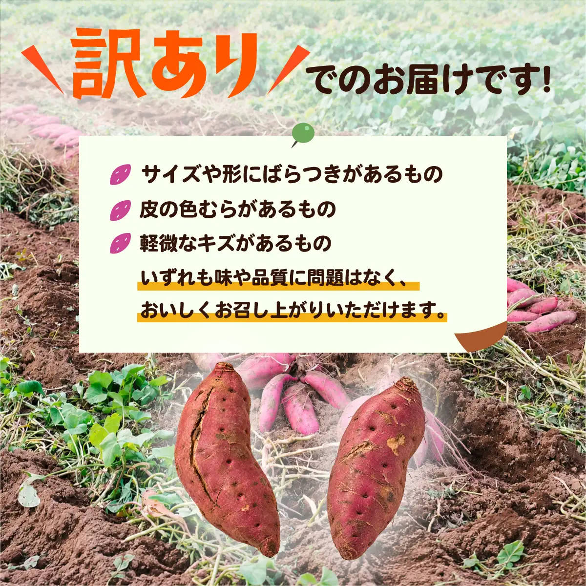 さつまいも 紅はるか サツマイモ 訳あり 10kg