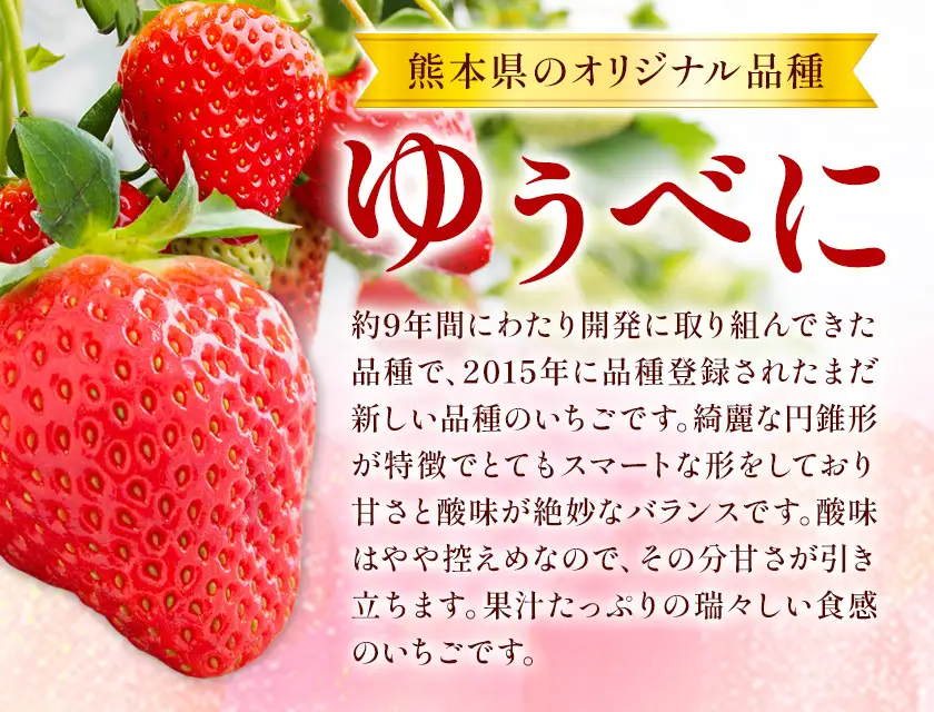 先行予約 熊本県産 いちご ゆうべに 約500g（約250g×2パック）