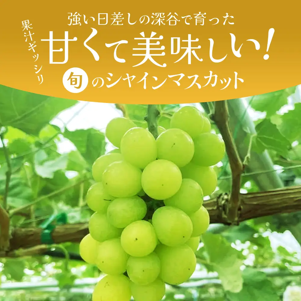 【訳あり】シャインマスカット　2kg（粒）　【11218-1103】