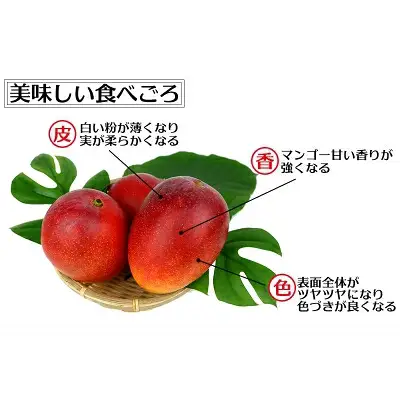 【先行受付】【2027年発送】渡口ファームの家庭用マンゴー約1.5kg - 先行予約 沖縄県産 産地直送 南国フルーツ 旬の味覚 季節の果物 ご自宅用 沖縄マンゴー 沖縄県 八重瀬町