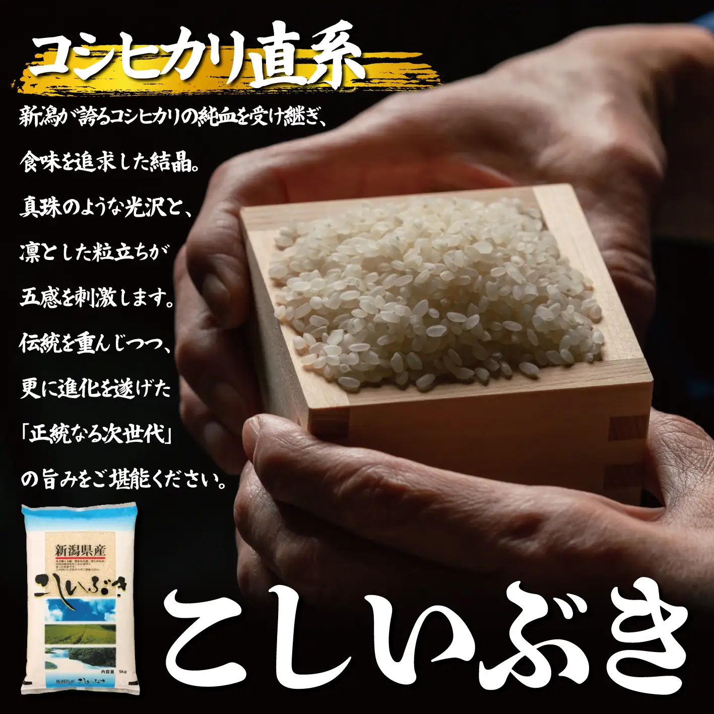 令和8年産 こしいぶき 5kg ご飯 備蓄 コメ お米 米 こめ しんまい 新潟産 新潟米 新潟県 新潟 新発田 新発田市 国産 新発田市産 斗伸 toushin061_02