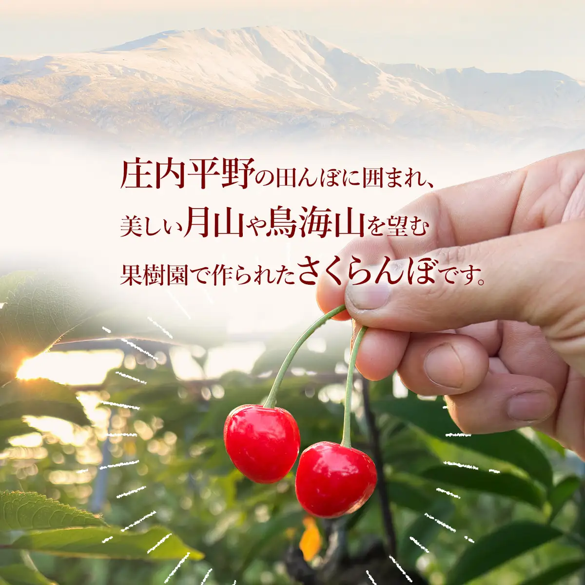令和9年産 さくらんぼ 佐藤錦 Lサイズ以上 バラ1kg(500g×2) K-966 山形県鶴岡産 利右衛門ファーム