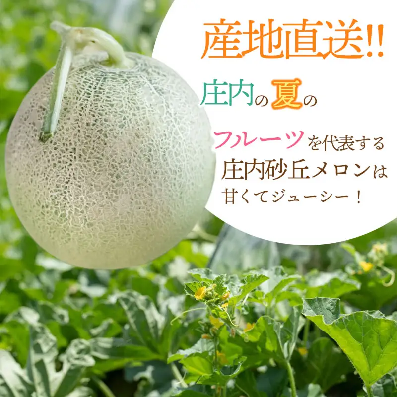 庄内砂丘アンデスメロン 2玉 令和9年産 K-922 佐藤農園