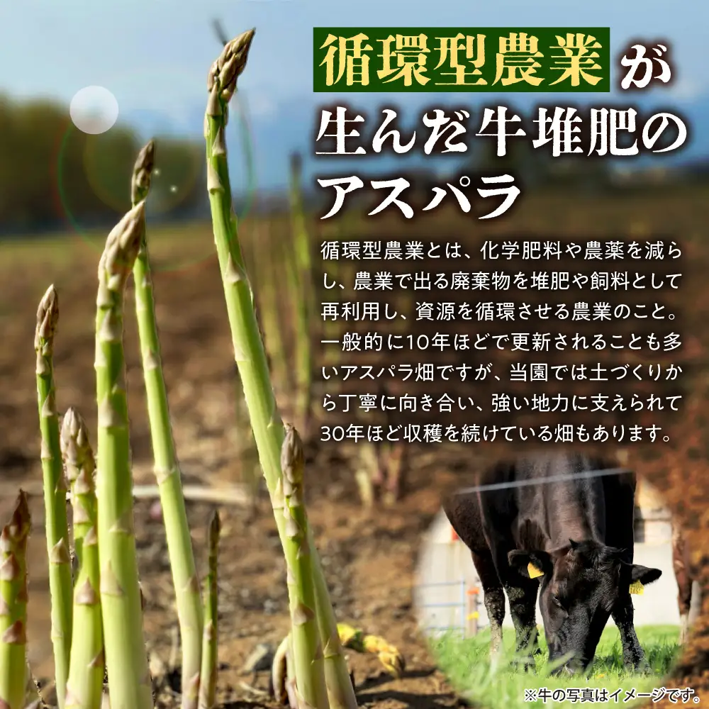 【先行予約】北海道産 アスパラ 900g【5月発送】｜ふるさと納税 野菜 アスパラガス 北海道 石狩市 