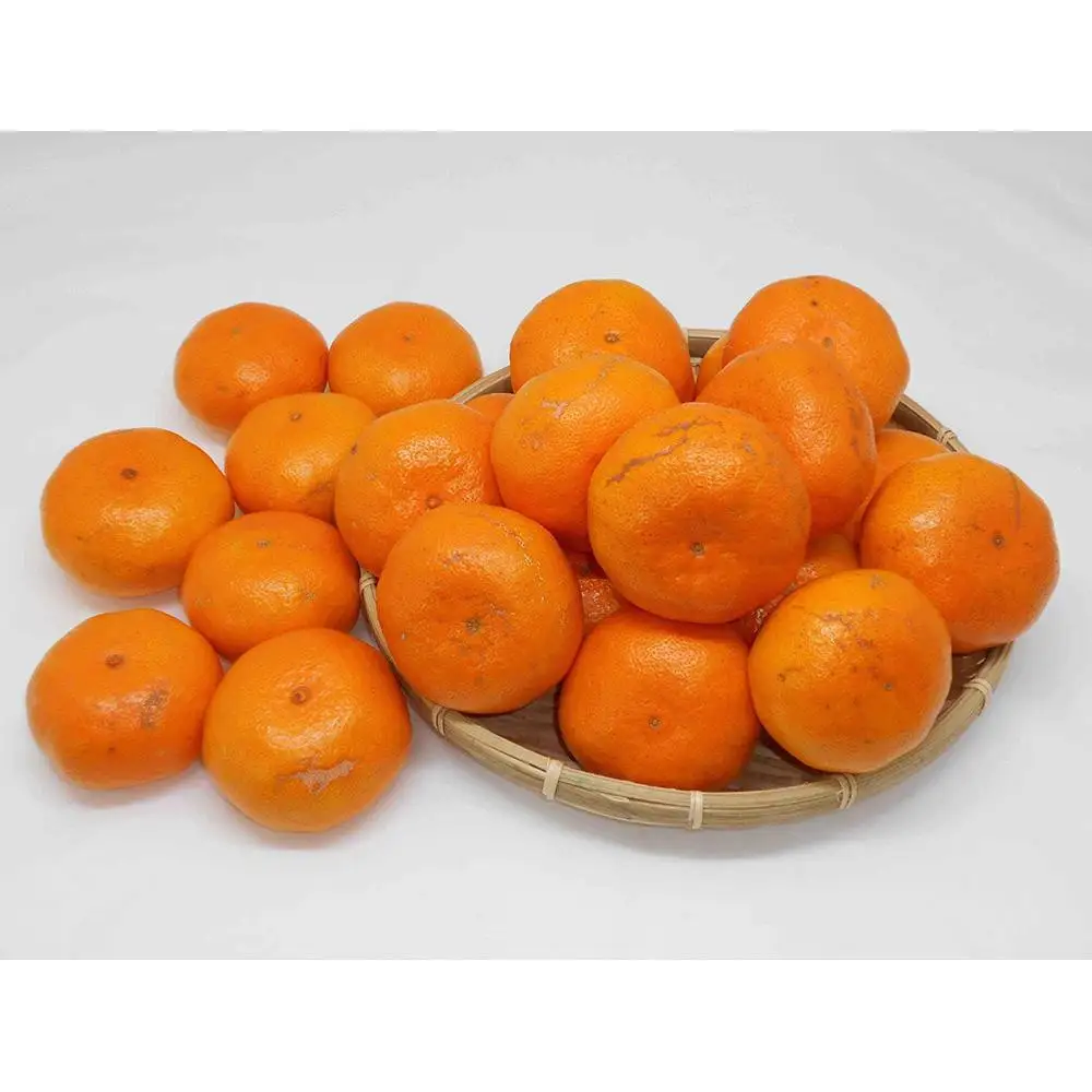 紀州完熟みかん 10kg（家庭用大玉・2L又は3L）