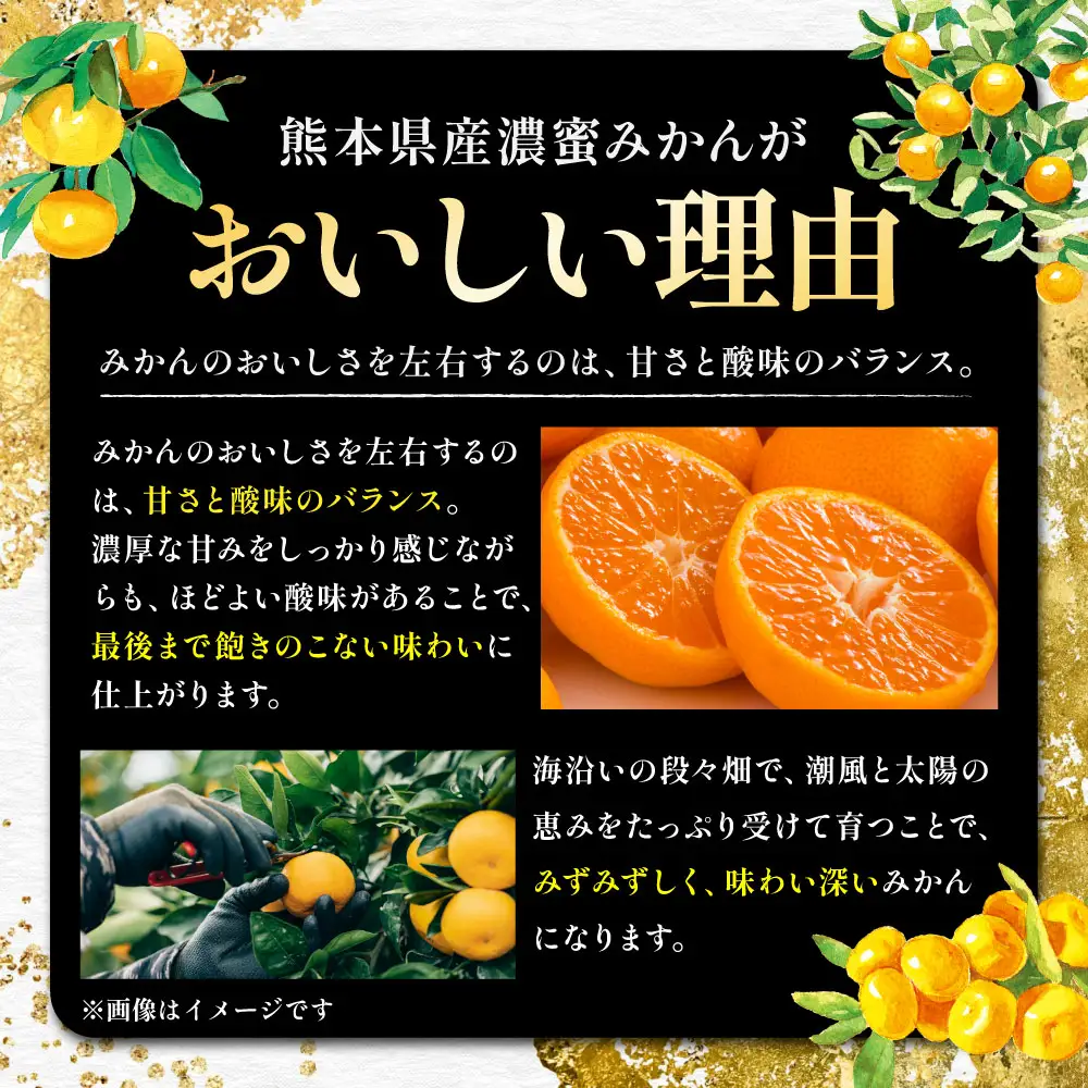 熊本県産 濃蜜みかん 約3kg （ 20 ～ 40玉 ） 果物 フルーツ 果実 果汁 果肉 国産 柑橘 冷蔵 旬 旬の果物 【 2026年11月上旬～12月下旬発送予定 】