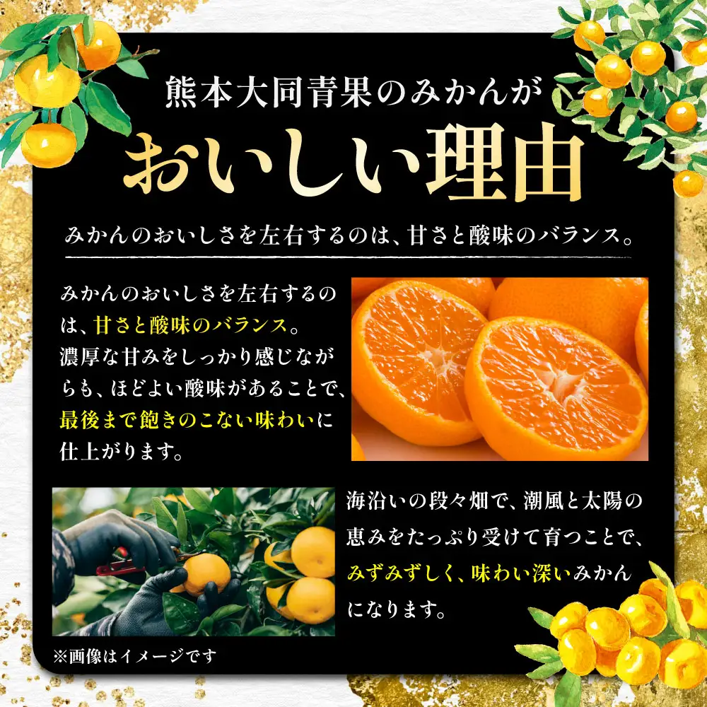 【 2か月定期便 】 熊本 みかん 定期便 （ 11月 ・ 12月発送 ） 果物 フルーツ 果実 果汁 果肉 国産 柑橘 冷蔵 定期 定期配送 旬 旬の果物