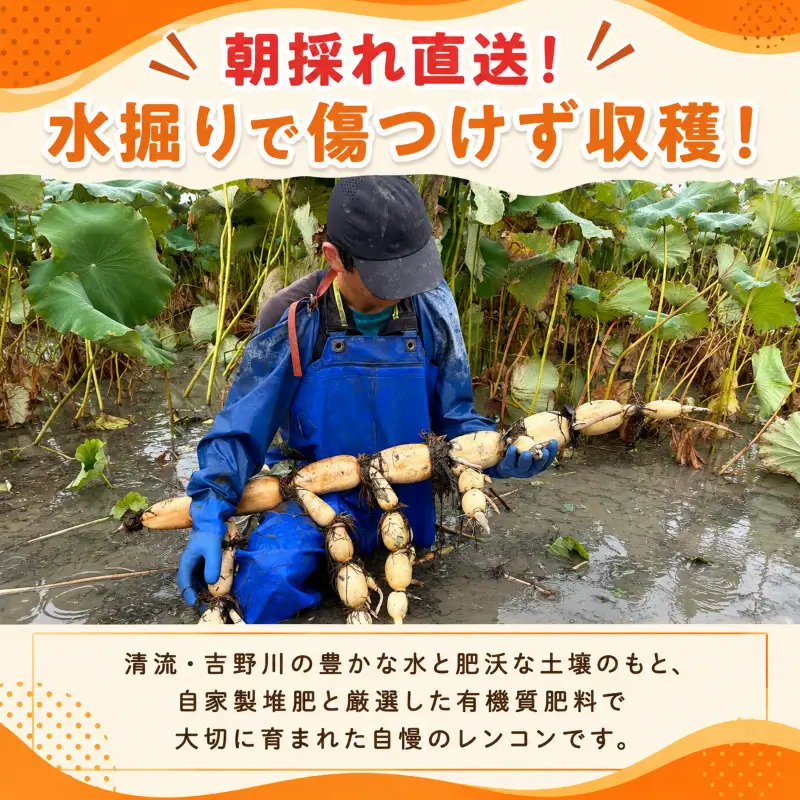 【朝採れ・産地直送】水掘り 洗いれんこん 1.5kg