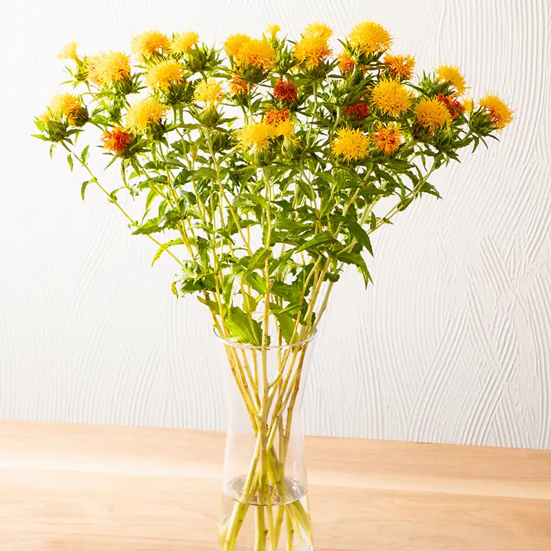 【2027年7月より順次発送】紅花(60cm) 5本入り×2箱 F2Y-7083