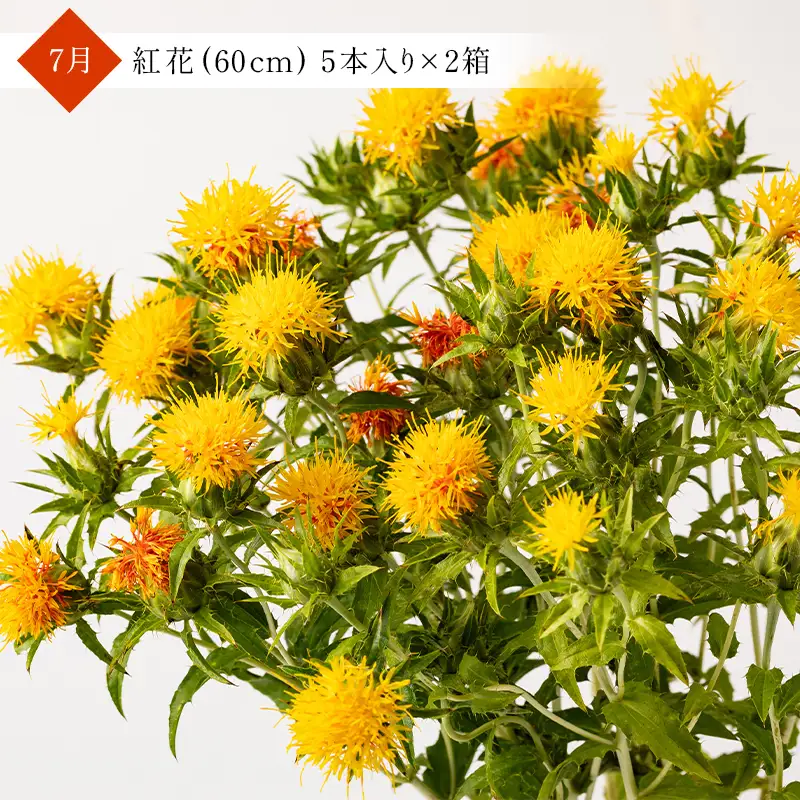 【2027年先行予約】【定期便3回】季節の切り花定期便(7月紅花、9月ユーカリ＆千日紅、11月ストック＆ユーカリ) F2Y-7084