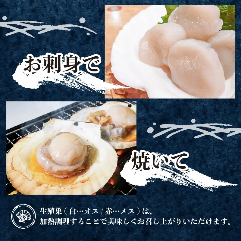 訳あり 活ホタテMサイズ 18枚(10cm~11cm) 軍手 ヘラ付き