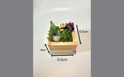 升コケ‐小‐(インテリア グリーン 観葉 植物苔 こけ コケ)【002428】
