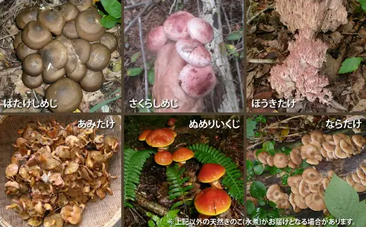 天然きのこ いろいろ水煮 250g × 2 75P079003 【赤坂実】