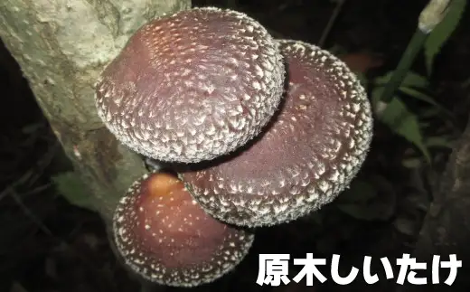 山中栽培の原木きのこ ２点セット 75P079004 【赤坂実】