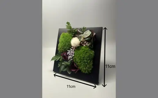 フレームモス(インテリア グリーン 観葉 植物苔 こけ コケ)【002431】