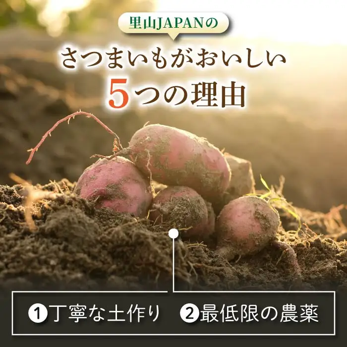 【不揃い】生きた土壌で育った『蜜芋 紅はるか 5kg』｜里山JAPAN さつまいも