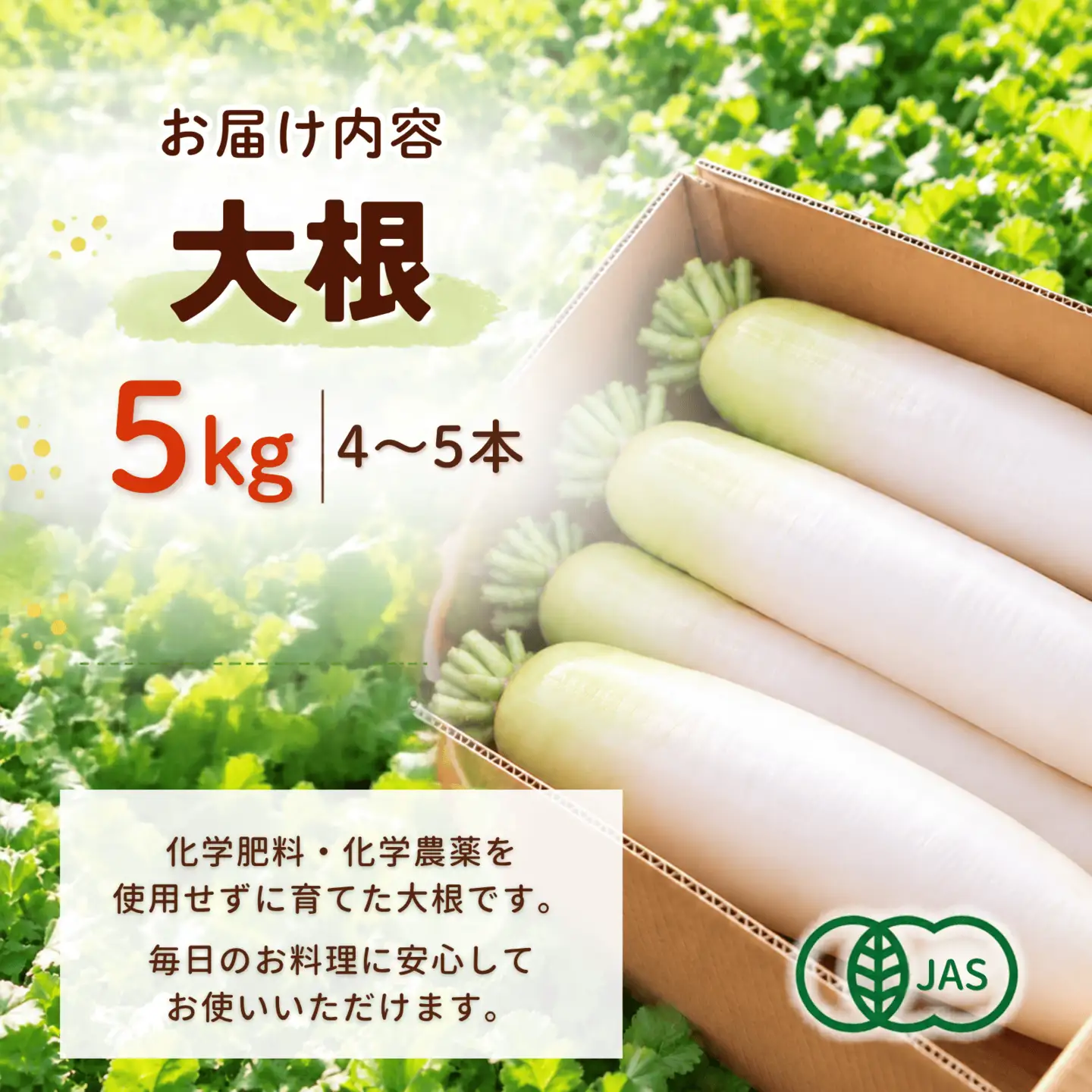 やまもと農産の大根 『豊秋』 5kg