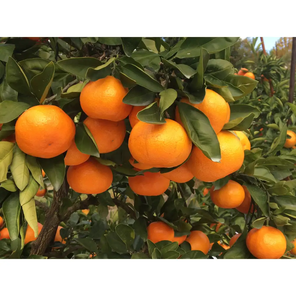 温州みかん　大玉　約５kg（10月中旬以降発送）