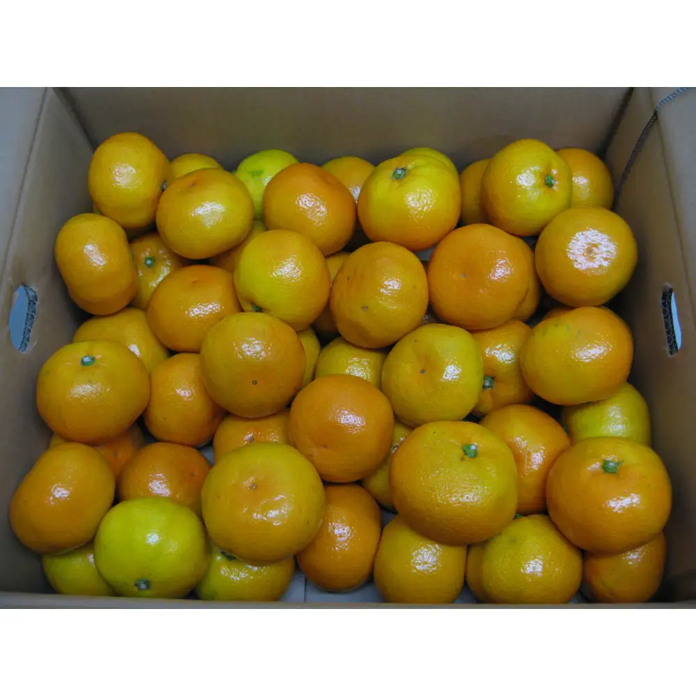ゆら早生みかん　約３kg（10月中旬以降発送）