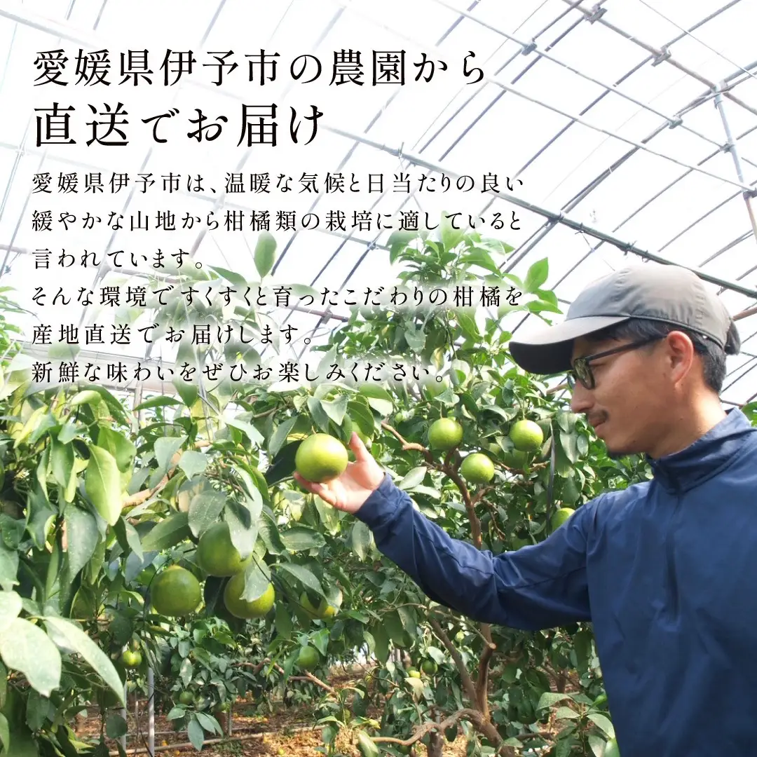 【2027年先行予約】ブラッドオレンジ3kg【3月上旬から順次発送】｜B580