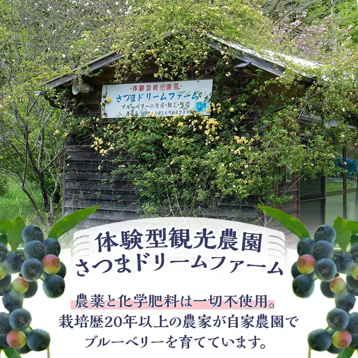 《数量限定》冷凍ブルーベリー(計500g・100g×5パック) 冷凍 無農薬 国産 九州産 鹿児島県産 くだもの 果物 フルーツ シャーベット ジャム フローズン ベリー おやつ デザート 【体験型観光農園さつまドリームファーム】_y610