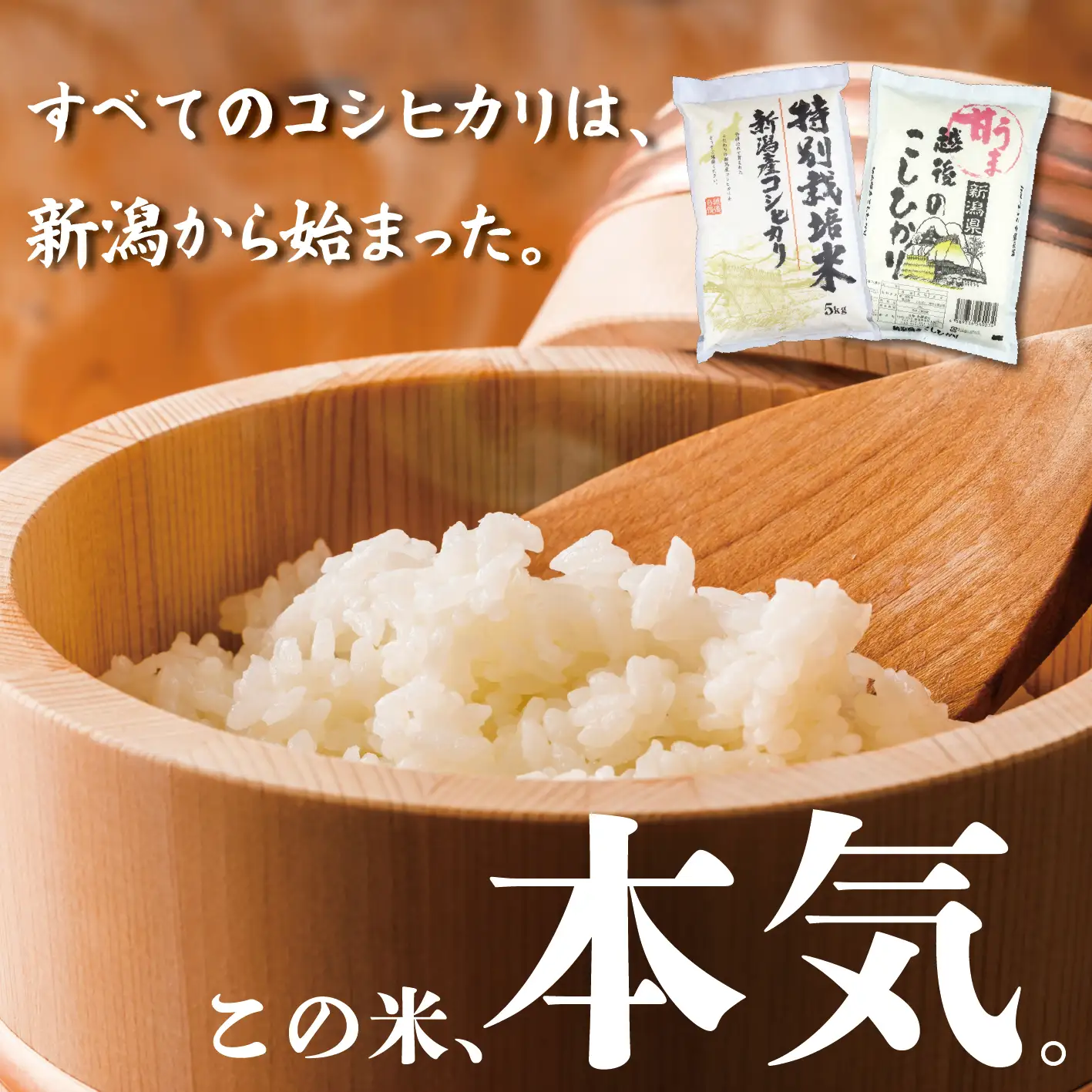 【令和8年産定期便】 3ヶ月 定期便 コシヒカリ 白米 5kg 3ヵ月 15kg 令和8年産 特別栽培米 こしひかり 米 お米 こめ 新潟米 新潟県産 新潟産 新潟 新潟県 新発田産 新発田 新発田市 斗伸 toushin074_01