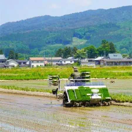 R8年産 新潟三大銘柄「岩船産」新之助 精米5kg(5kg×1袋) [ONODERAファーム]【1790026】