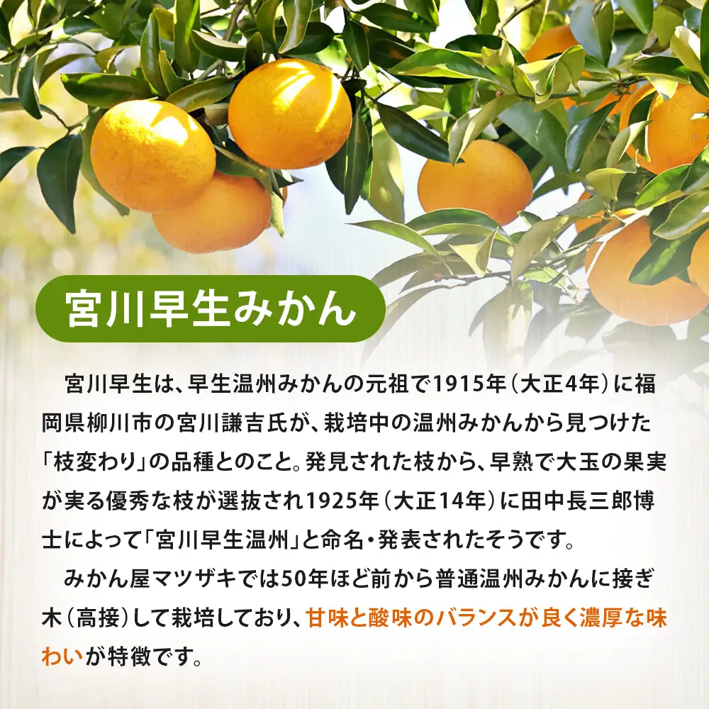 【 樹上完熟 】 長崎みかん （ 宮川早生 ） 約7kg 果物 フルーツ 国産 長崎県産 果実 果汁 果肉 柑橘 【 2026年11月下旬～12月下旬発送予定 】