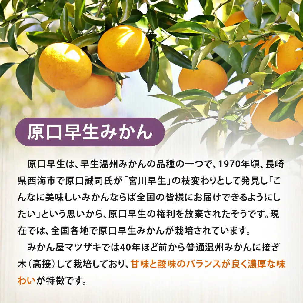 樹上完熟 ・ 長崎みかん （ 原口早生 ） 約5kg 果物 フルーツ 国産 長崎県産 果実 果汁 果肉 柑橘 【 2026年11月下旬～12月上旬発送予定 】