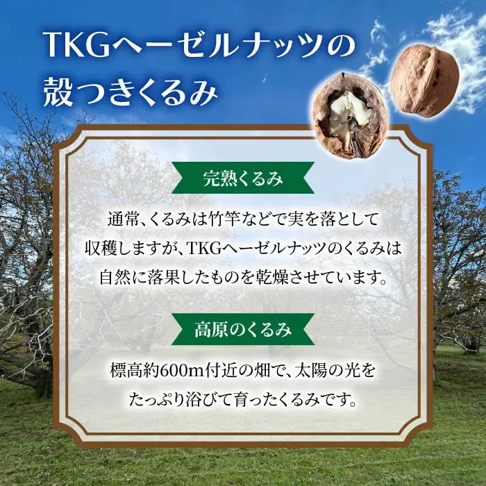 完熟！殻付きくるみ（ご家庭用、無選果）500g｜長野県 国産 東御市産 無油 無塩【TKG浅間ヘーゼルナッツ】