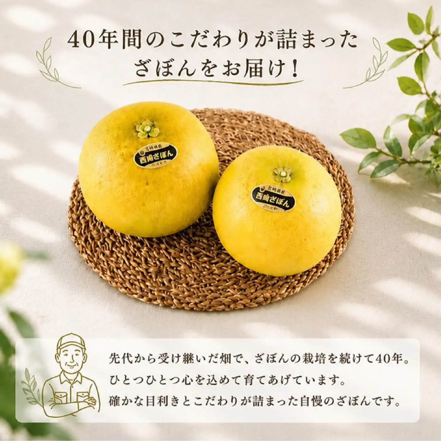 【 先行予約 】 ざぼん 5個 セット (約 6kg) 贈答用 柑橘 果物 ザボン 減農薬 お歳暮 ギフト のし対応 ジューシー 川上文旦堂 