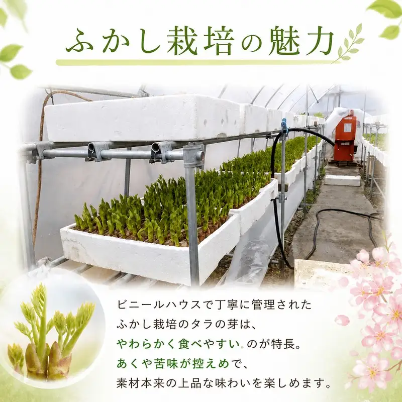 【 先行予約 】 タラの芽 200g 春の味覚 たらの芽 山菜 三好市 徳島