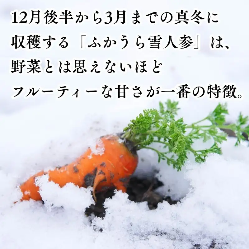 【冬季数量限定】ふかうら雪人参 約10kg 