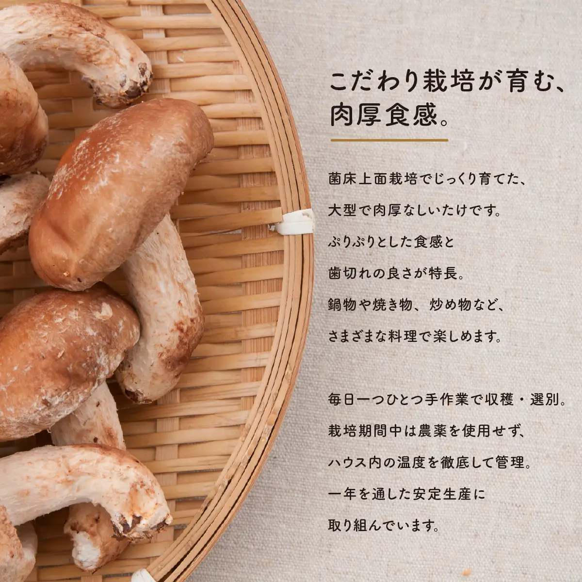【国産】肉厚しいたけ 1.1kg 生椎茸 シイタケ 茨城県産　【11月下旬から発送開始】
