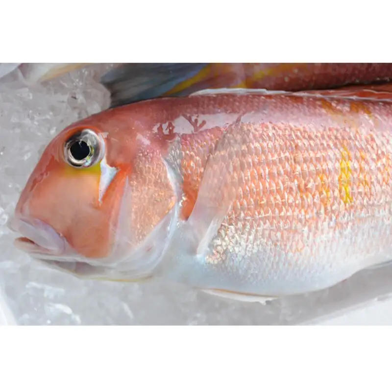 「萩のあまだい」２～４尾（１尾１kg～800g・大サイズ）内臓・エラ処理済（ウロコ付）