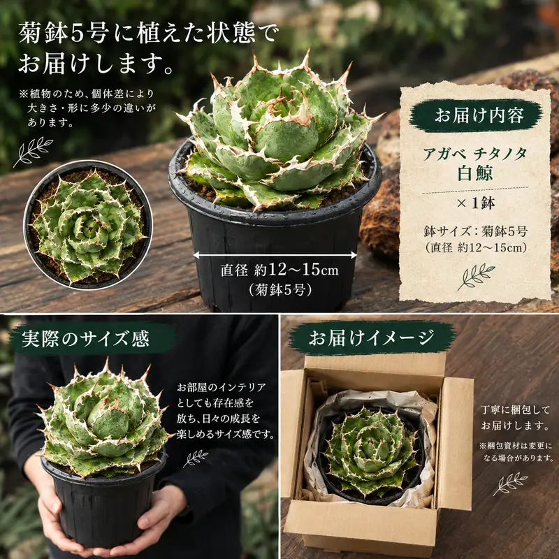 アガベ チタノタ  白鯨