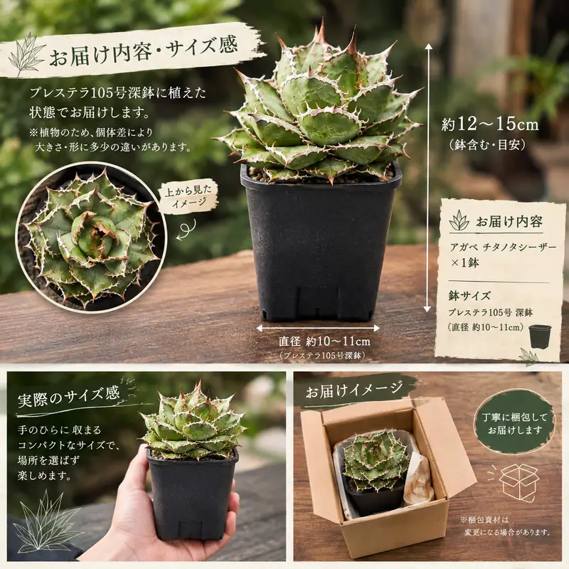 アガベ チタノタ  シーザー