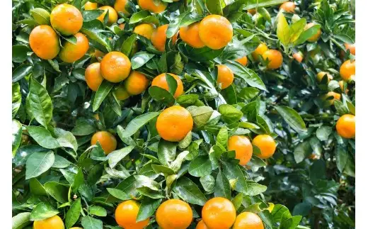 香川県産 普通温州みかん 大玉　約4㎏　3L-2L　約20-35個_Z2600563