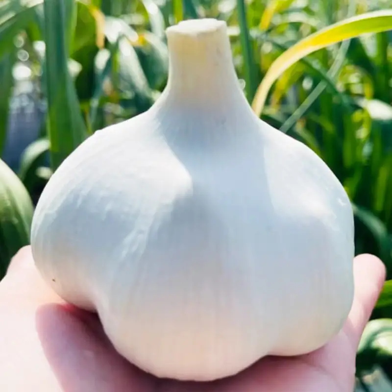 ≪訳あり≫ にんにく (ふくちホワイト系統) 1kg 【南部宝園】 ニンニク 大蒜 AOMORI AGRI BASE 青森県 南部町 F21U-738
