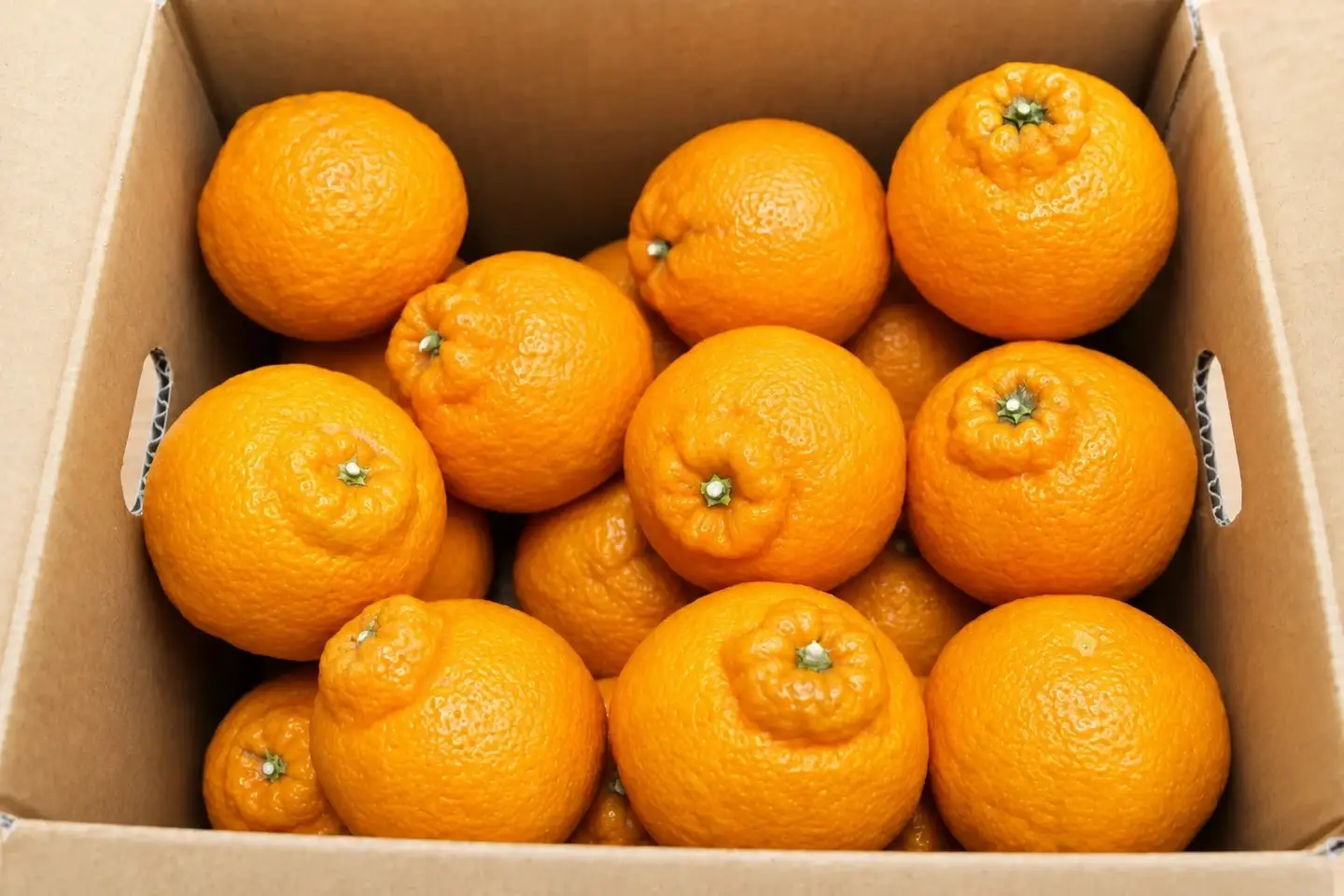 香川県産 不知火 約3kg　4L-L　8-15玉入_Z2600581
