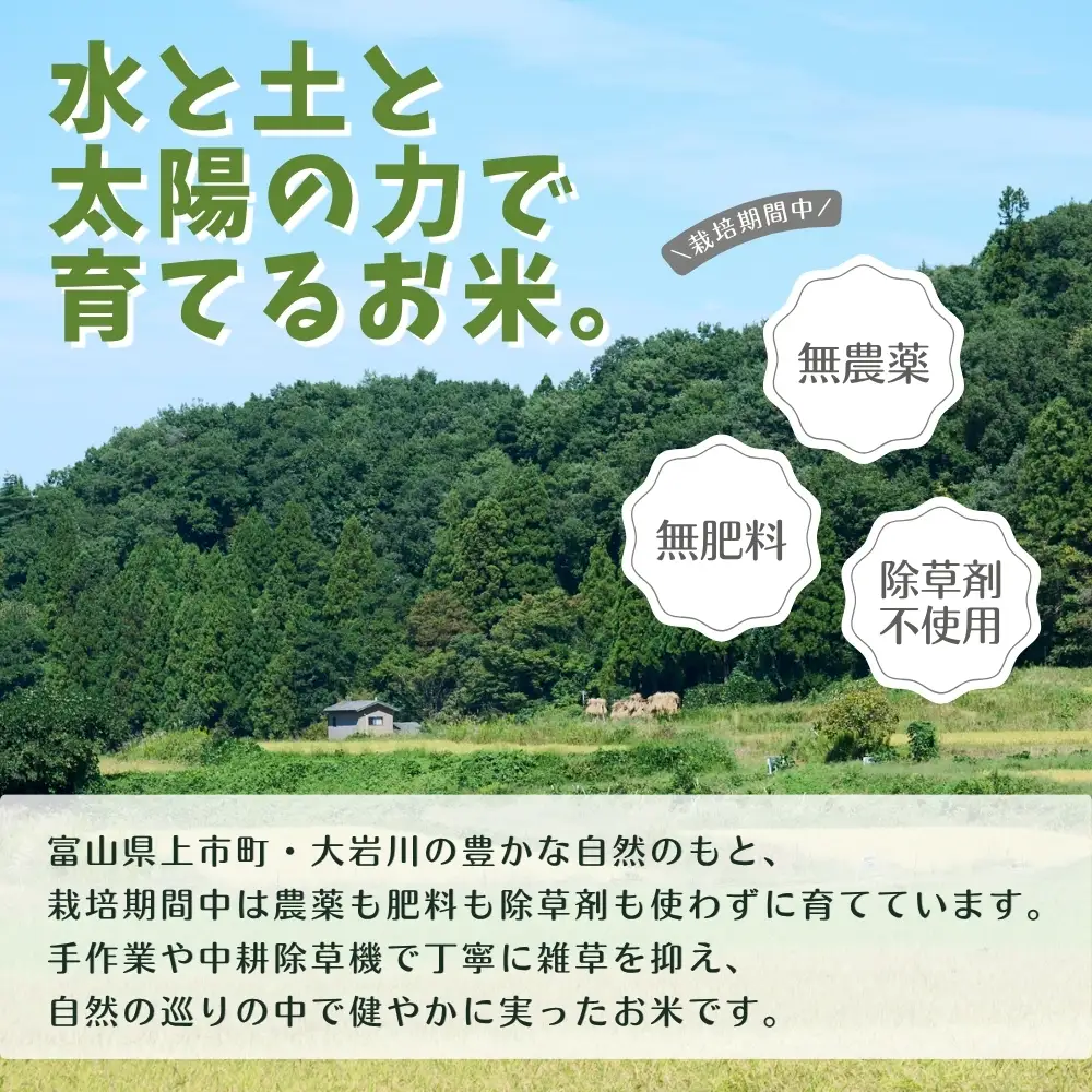 【栽培期間中農薬・肥料不使用】令和8年産 大岩川の自然栽培米コシヒカリ（白米）3kg 新米 3キロ こしひかり 白米 精米 自然栽培 自然栽培米 農薬不使用 肥料不使用 除草剤不使用 富山県産 富山県 上市町 剱岳 湧水 大岩川 富山米 国産 少量 お試し 一人暮らし 家族 自家採種 有吉自然農場 産地直送 贈り物 ギフト おにぎり お弁当 ごはん 人気 おすすめ 米 お米 こめ おこめ コメ