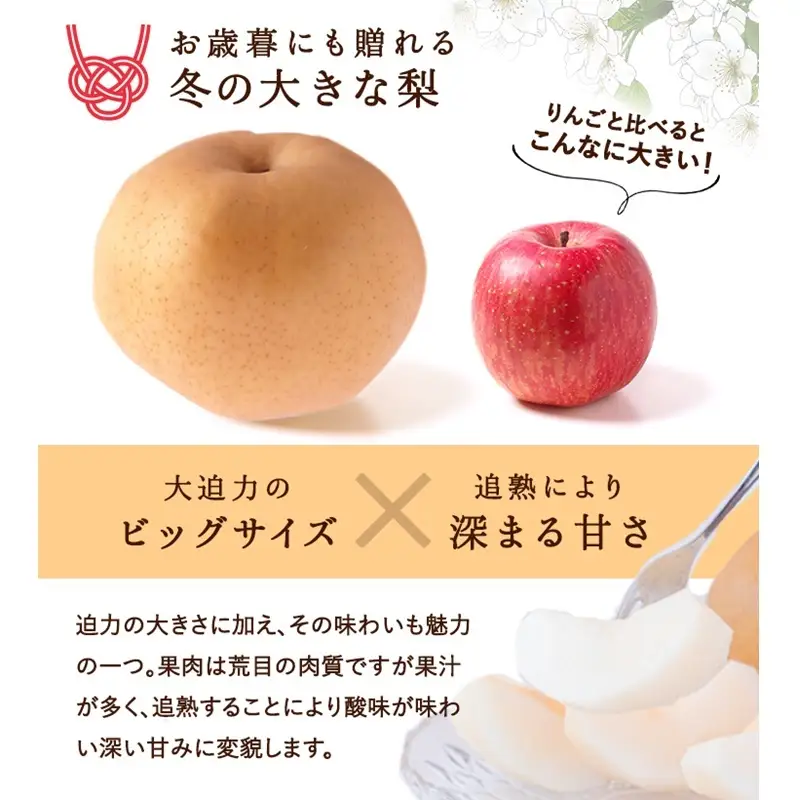 梨 2027年 先行予約 あたご梨 5～8玉 約3.8kg 化粧箱 岡山県 赤磐市産 果物 フルーツ
