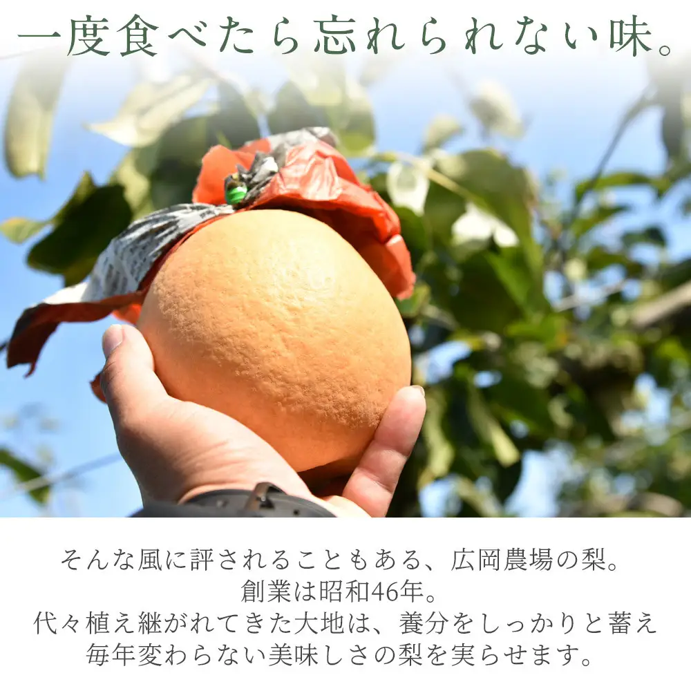 訳あり新興梨（5kg前後）【鳥取県 境港市】