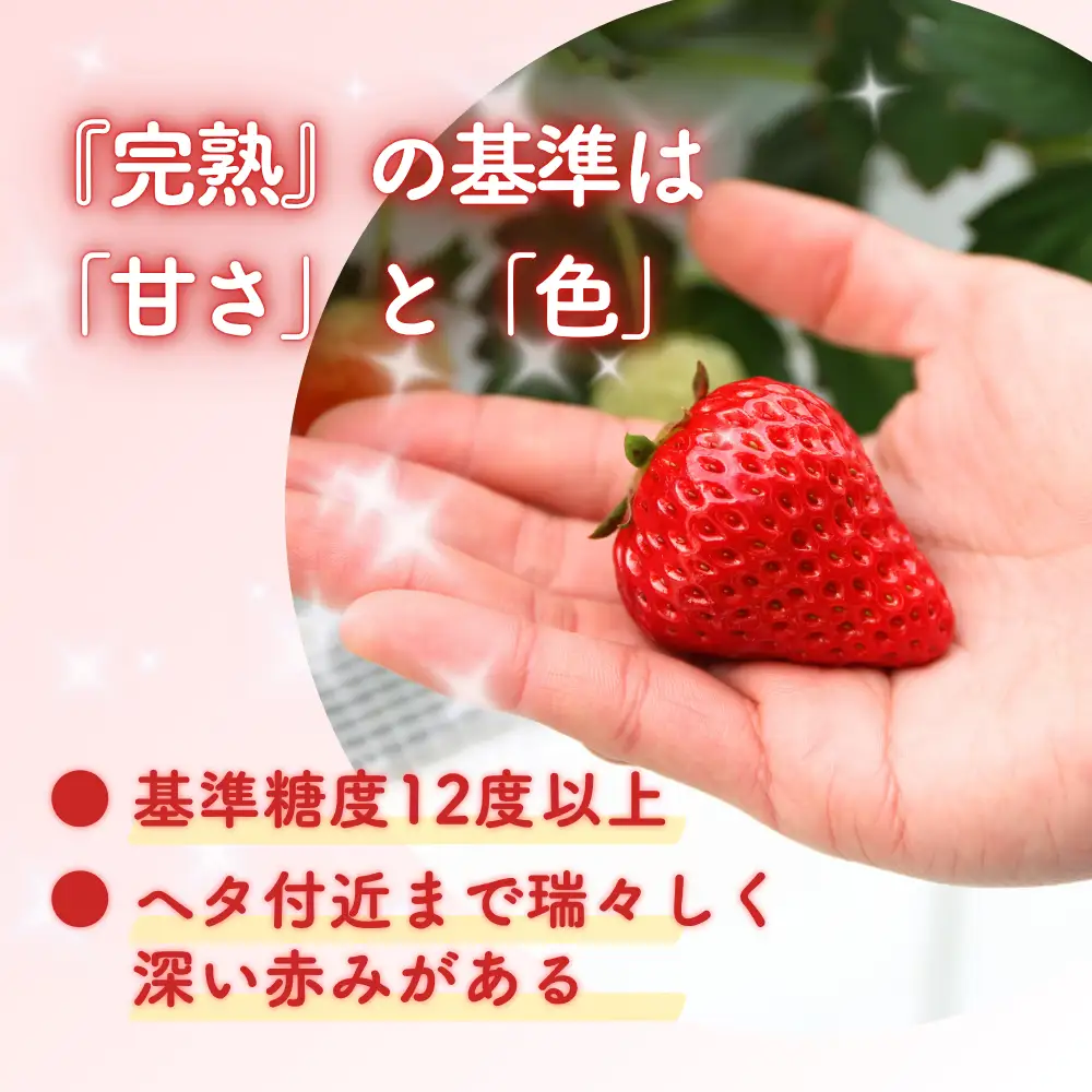 【3回定期便・2027年1月発送】先行予約 朝摘み 完熟いちご 自宅用 400g(200g×2)  M-FI-B08A