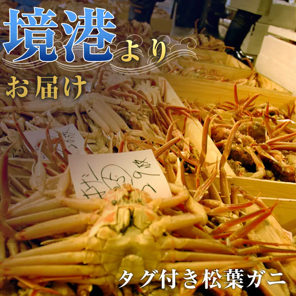 タグ付き 活生松葉蟹×1枚（800g前後）【鳥取県 境港市】
