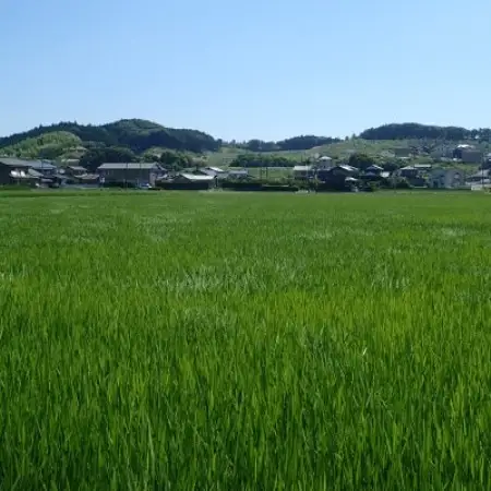 オーガニックビレッジ掛川　白米　5kg(品種:ミルキークイーン)【配送不可地域：離島・沖縄県】【1758843】