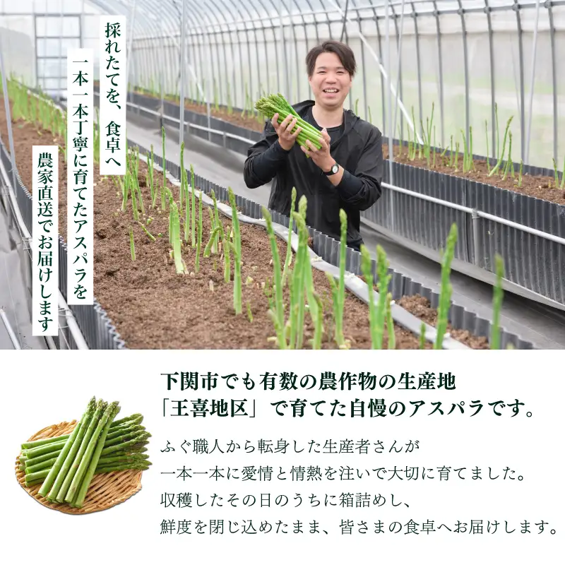 【先行予約】アスパラガス 1kg 3月〜4月頃発送 S～M アスパラ FP